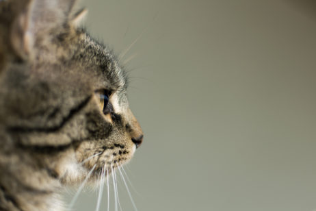 Free Image: Side View Portrait of Cat | Libreshot Free Stock Photos